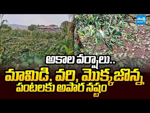 Massive Mango, Paddy, and Corn Crops Loss Due to Unseasonal Rains in Karimnagar District | Sakshi TV - SAKSHITV