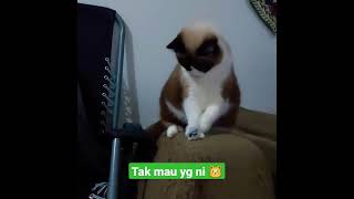 cute cat want other toy #kucing #cat #funny