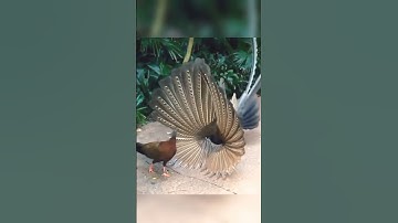 Thumbnail of beautiful peacock unfurling his feather #shortfeed #shortfeature #viralshort #short