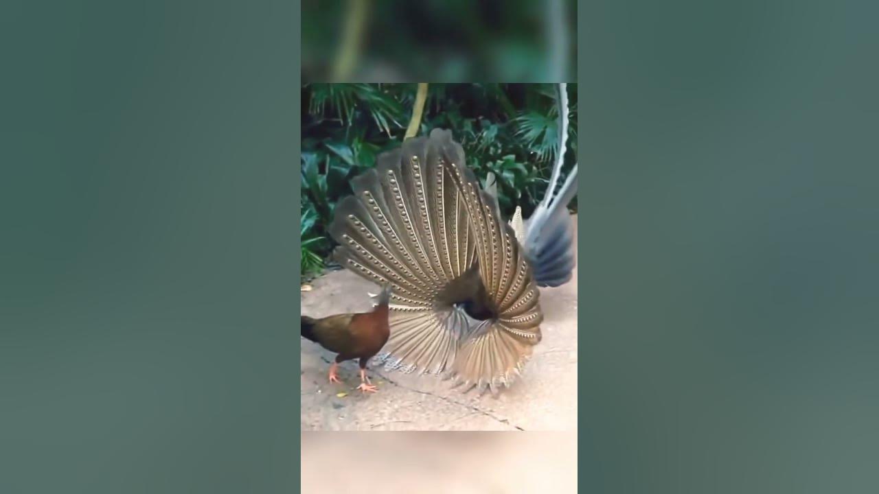 beautiful peacock unfurling his feather #shortfeed #shortfeature #viralshort #short
