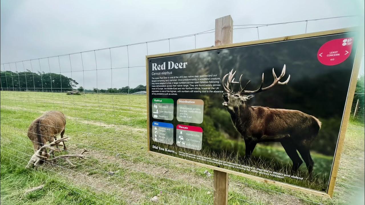 Scottish Deer Center YouTube
