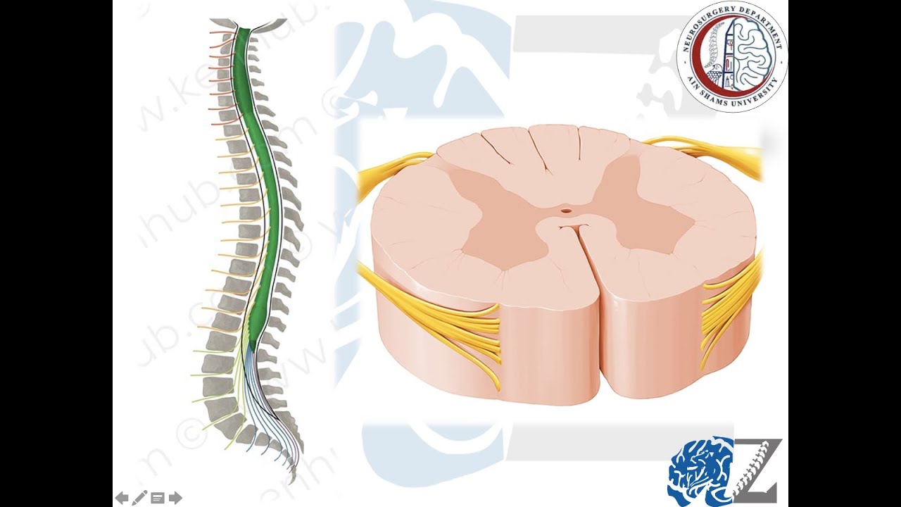 Spinal Cord Anatomy (1)