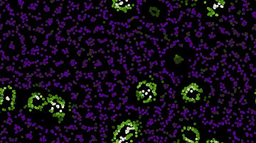 Primordial Particle Systems