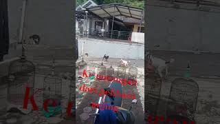 #anjingpenjaga #anjingpemburu #anjing #anjingterlatih #dog #dogfight #dogshorts