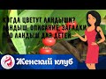 Когда цветут ландыши? Ландыш: описание, загадки про ландыш для детей