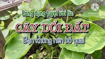 Tác dụng không ngờ từ: Cây Dổi Đất - Bạn không nên bỏ qua!