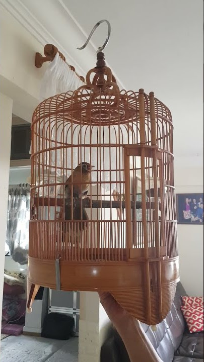 Hwamei in training with the help of Youtube video #hwamei #birds #wambi