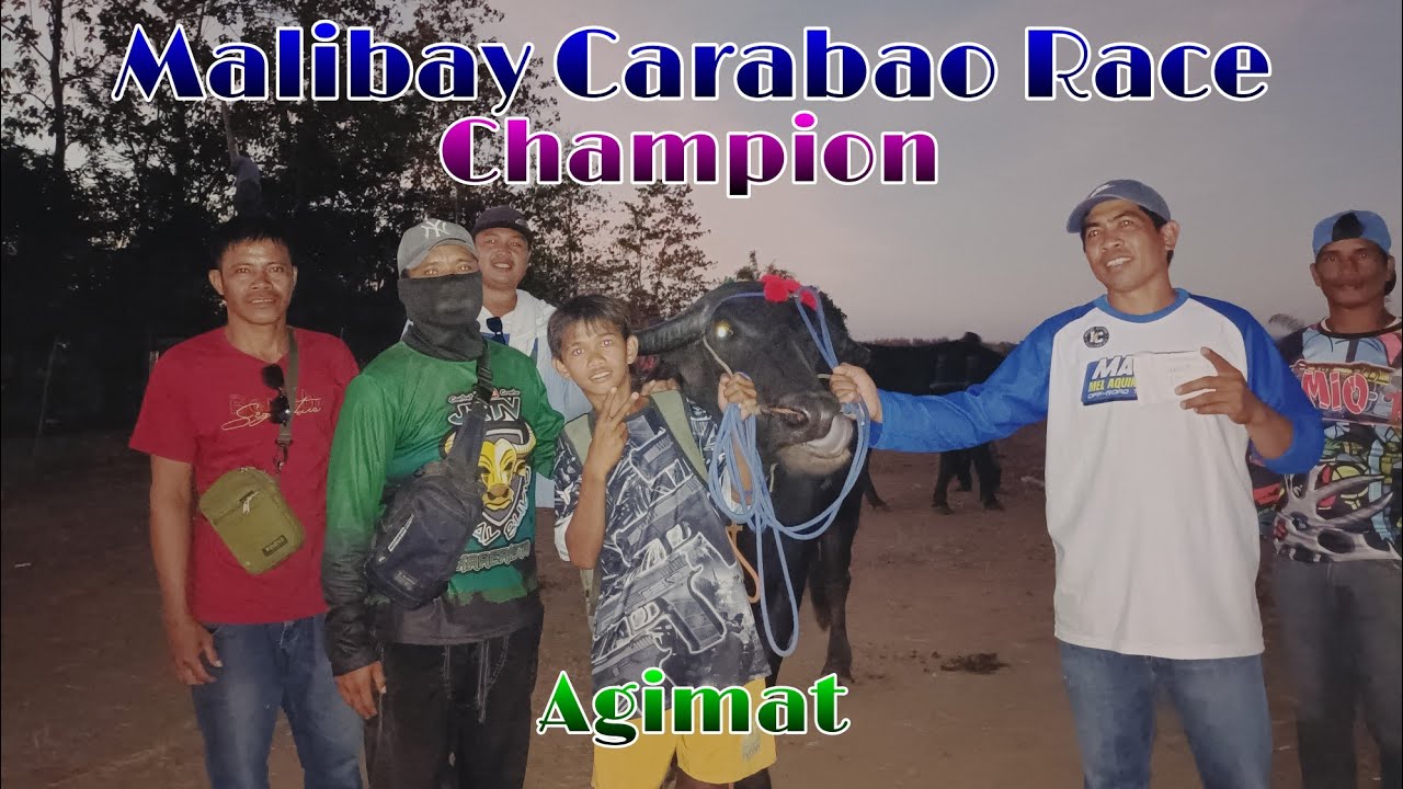 EP,586. Malibay Carabao Race Agimat Champion - YouTube