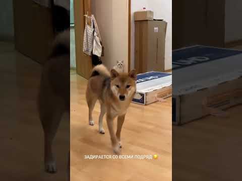 😢💔 МАРТИ БЫКУЕТ