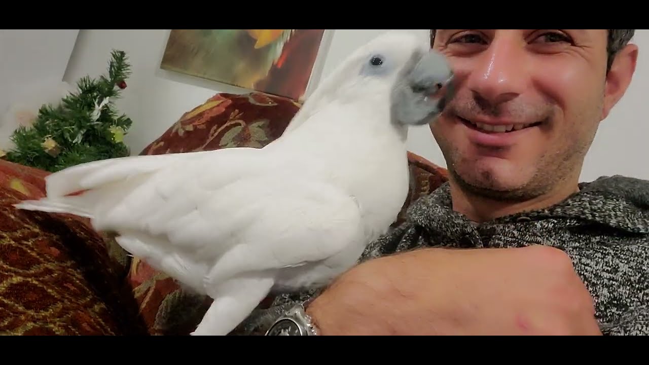 talking bird so cute 😍 explaining himself to get peanut butter 😆