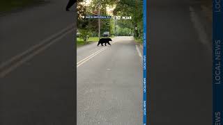 Police alert residents of rise in black bear sightings
