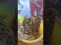 យកឃ្មុំ