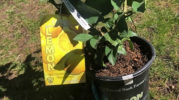 How to Grow Meyer Lemon Trees