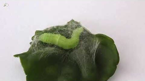 Semi-loopers, caterpillars (Part 2) - Time-lapse, building cocoons