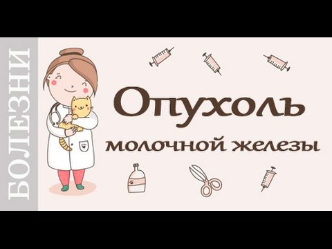 Мастопатия у собаки лечение в домашних условиях