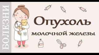 Опухоль у кошек и собак молочной железы. Советы ветеринара.