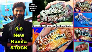 Comp level Kamfas , High potential Kamfas at 9.9 India Aquarium ( New Stock) ZEESHAN & Jawad