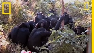 Chimps 'Mourn' Nineyearold's Death? | National Geographic