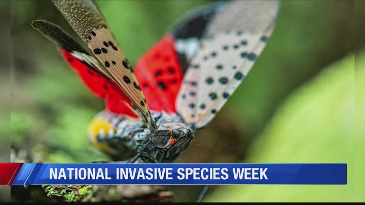 Keep an eye out for Virginia's invasive species this spring