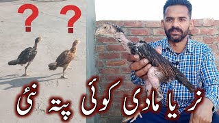 Aseel nar or madi ki pehchan | Nar or madi Aseel | Aseel | Ihsan Gujjar Vlogs