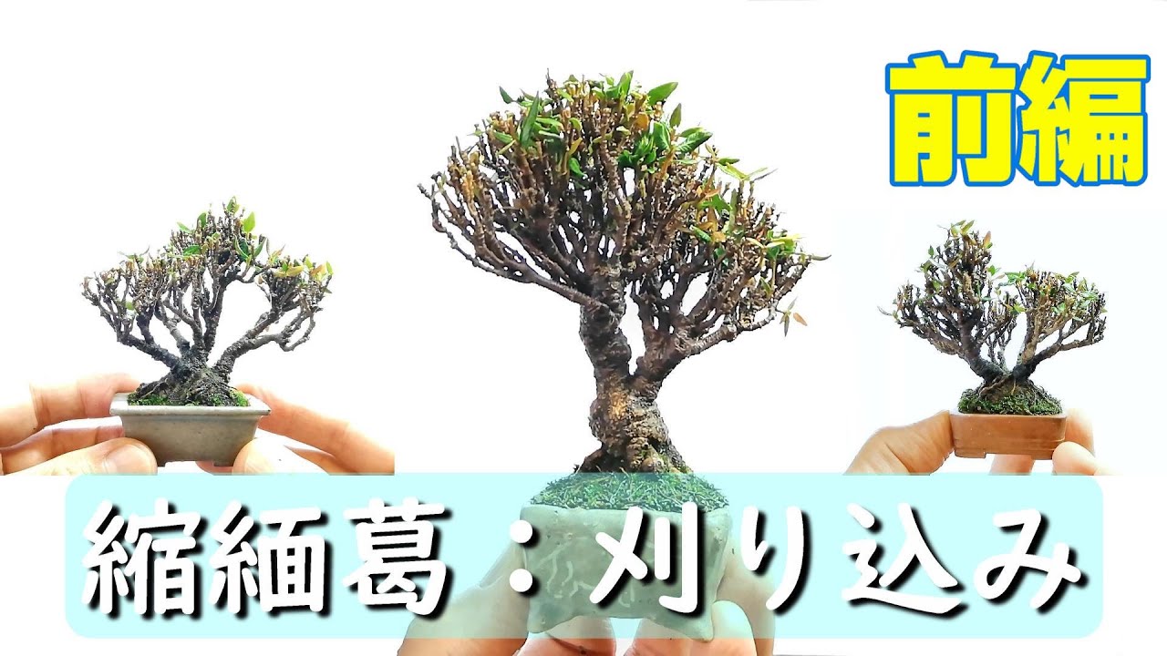 縮緬葛：刈り込み：前編 - YouTube