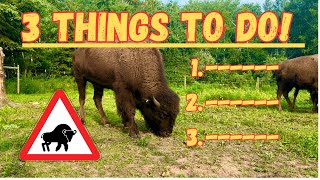 These 3 Things Will Improve Your Bison Herd!