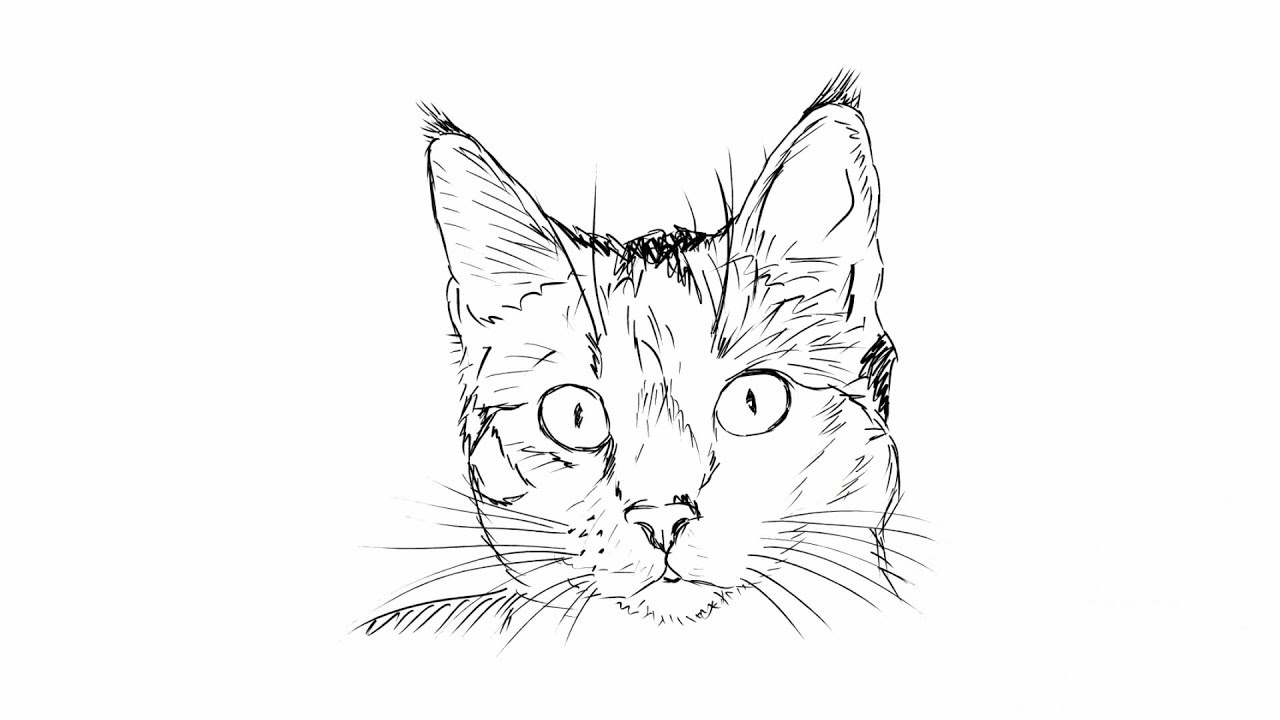 Рисунок морда кота