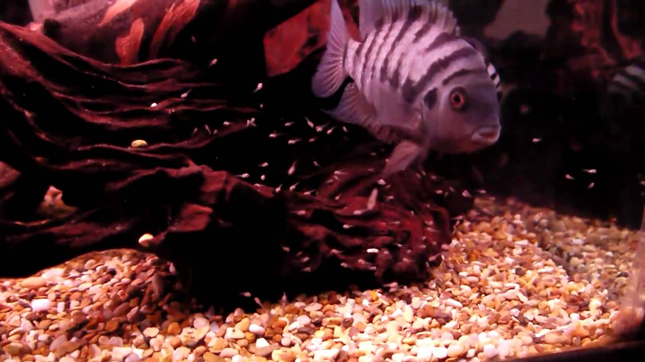 Baby Convict Cichlid Fry .MOV YouTube