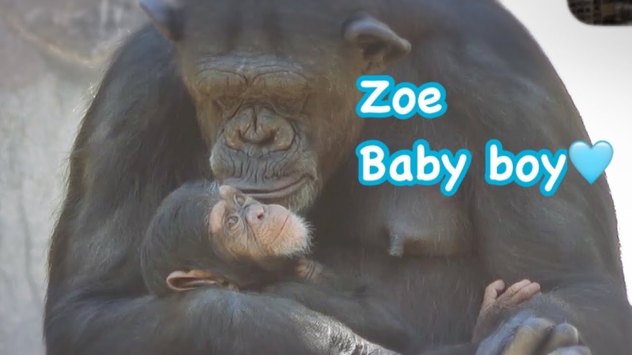 Chimpanzee Zoe & baby boy💙 MOM'S LOVE IS ALWAYS BEAUTIFUL