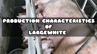What is the most preferred crossbreeding in swine LW or LR What is the most preferred crossbreeding in swine LW or LR