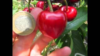 Regina Kiraz Aksel Bahçe