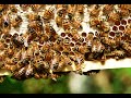 Buzzing about the sweet life of beekeeping  beelieve hawaii