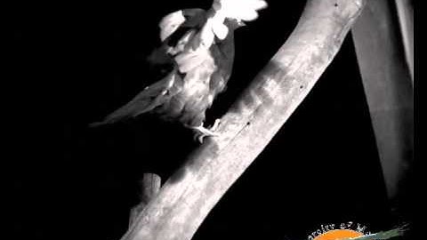 Birds flap run to save energy - Movie1