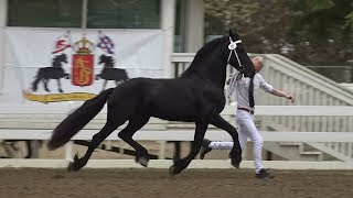 Friesian Keuring, Del Mar CA Sept 24, 2018 Created with Movie Studi...