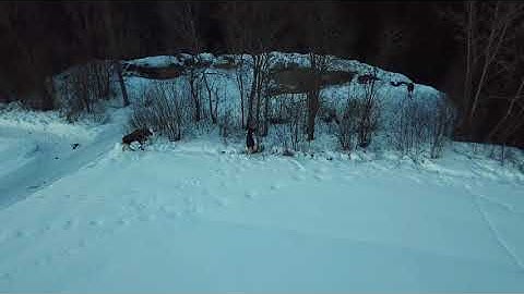 Elg på fottur i Apelsvoll - hunting elk with a drone