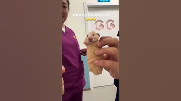 Rồi báo gì báo dữ v #pets #hamster #rabbit #animals #funny #cute #dechehamstervachinchilla
