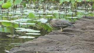 Clever bird fishing with bread