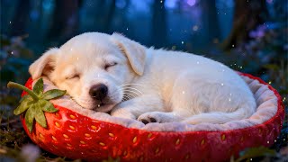 Dog Calming Music for Deep Sleep 🐶 Help Reduce Stress and Anxiety, Relax Dogs and Improve Sleep