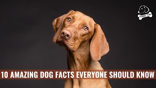 10 AMAZING DOG FACTS EVERYONE SHOULD KNOW| Doggy Hub