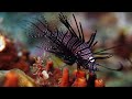 La grande barrire de corail  10 heures de paysages sousmarins relaxants  bbc earth