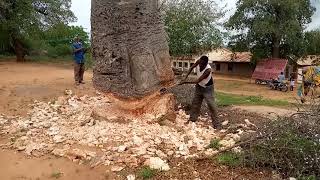Cutting a Baobab tree manually