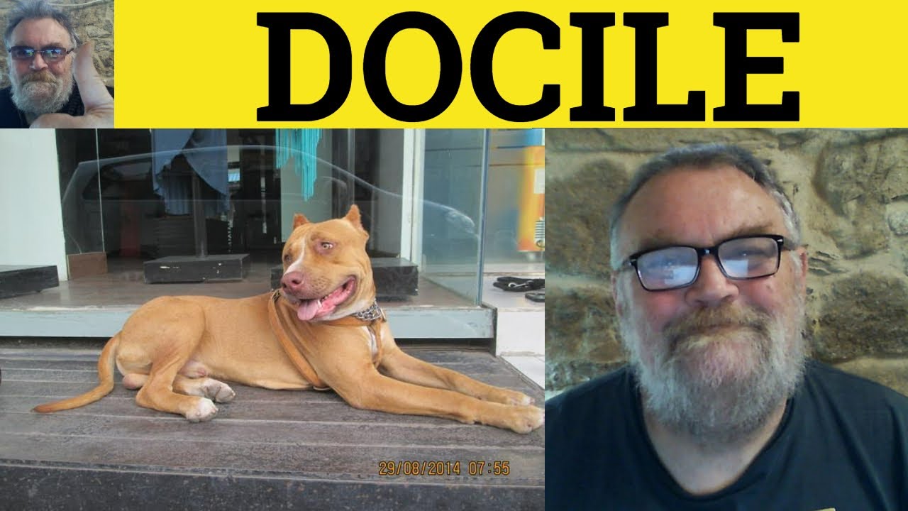 Docile Meaning Docile Examples Docile Defined Essential GRE docile-meaning-docile-examples-docile-defined-essential-gre