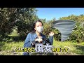 野菜を抜いてみたい【あんずの国編7話】  #shorts #tiktok #short #youtubeshorts #キャンプ #キャンプ飯