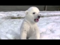 Baby Polar Bear's First Time Playing in Snow is New Internet Hit