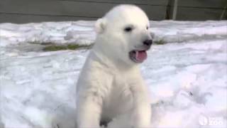 Baby Polar Bears First Time Playing In Snow Is New Internet Hit