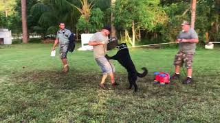 CIVIL UNREST - Object Guard.  It’s not easy to teach a K9.  https://Facebook.com/VAK training Club