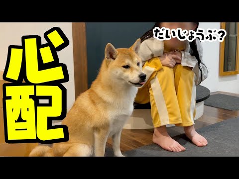 体調不良の柴犬が娘の真似をして笑顔にさせてくれる姿が愛おしい