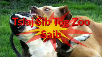 Tsiaj sib tog zoo saib heev li