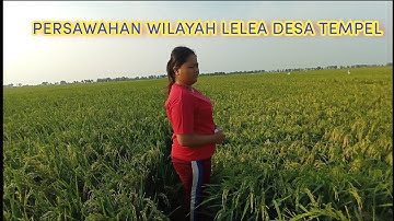 TANAMAN PADI WILAYAH INDRAMAYU KECAMATAN LELEA DESA TEMPEL // 22 Agustus 2022