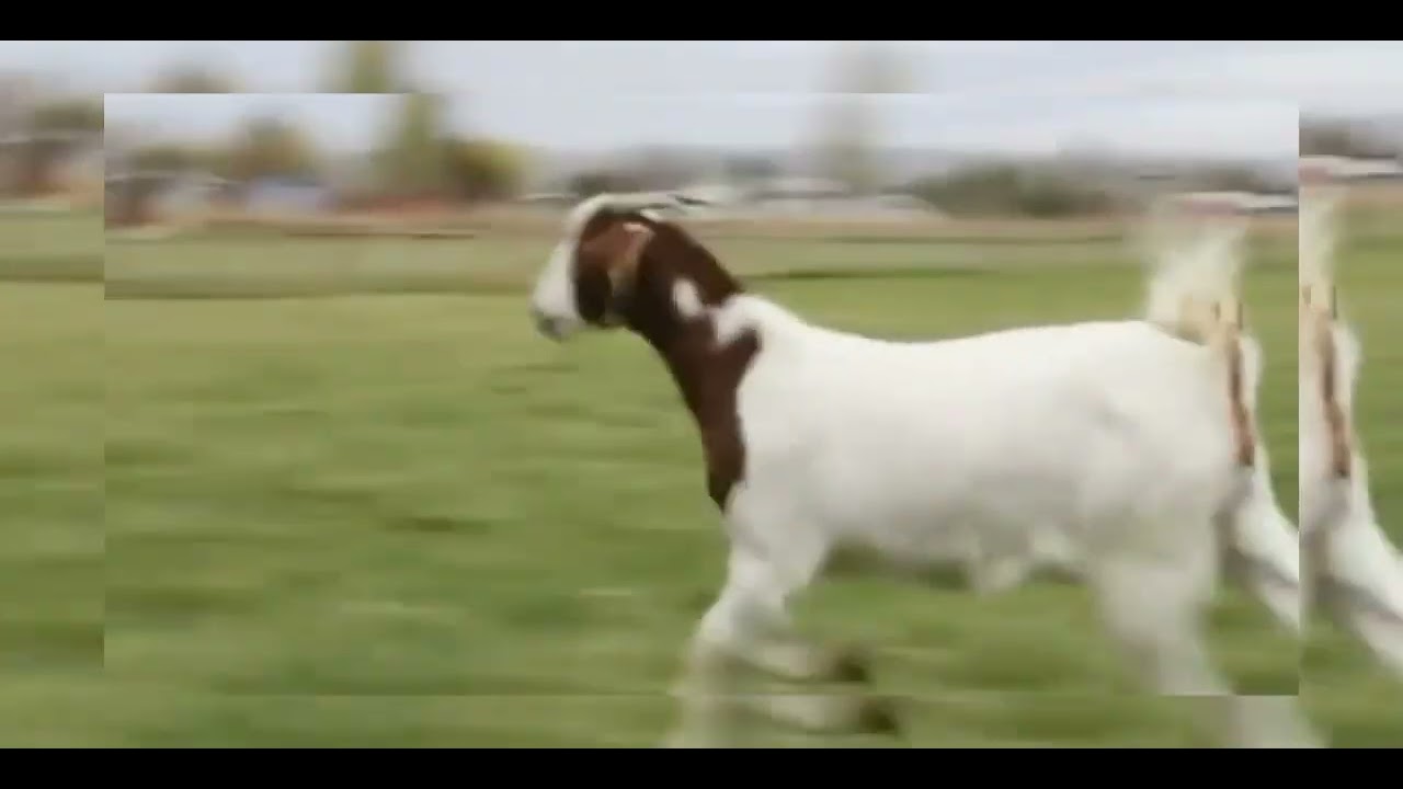 okay bro, I'm herding goats... 